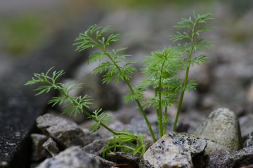 吞噬星空角色罗洪，中年男性警察形象，面容坚毅，身着制服，背景是城市街道